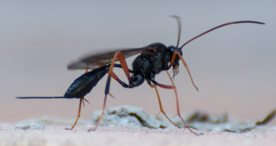 Ichneumonidae: femmina di Acroricnus stylator